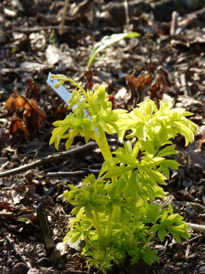 2018-04-19 Dicentra spectabilis 'White Gold'.jpg