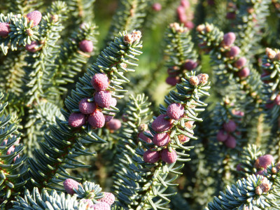 2018-04-19 Abies pinsapo 'Fastigiata'.jpg