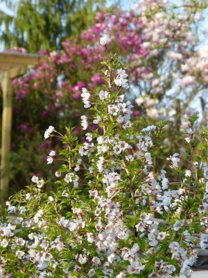 2018-04-19 Prunus incisa 'Koju no mai'.jpg