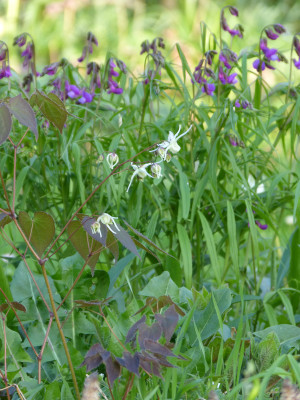 2018-04-19 Epimedium koreanum 'Typ Luckhardt'.jpg
