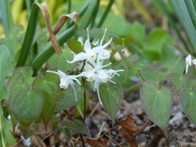 2018-04-19 Epimedium 'Akakage'.jpg