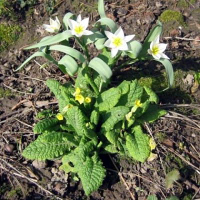 T._turkestanica_mit_Primeln_42412.jpg