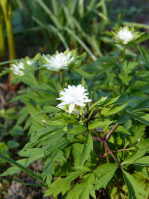 2018-04-19 Anemone nemorosa 'Green Dragon'.jpg