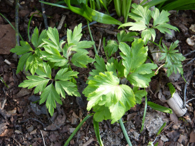 2018-04-19 Anemone nemorosa 'Kassari Kirju'.jpg
