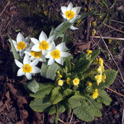 Tulipa_turkestanica_mit_Primel0011.jpg