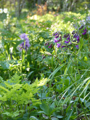 2018-04-19 Gartenimpressionen 1.jpg