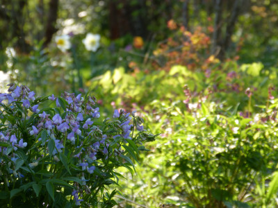 2018-04-19 Gartenimpressionen 3.jpg