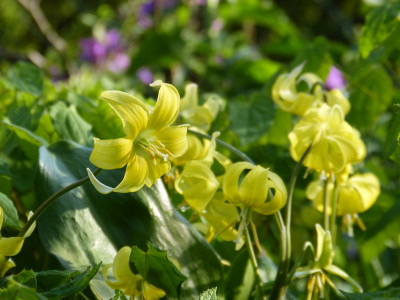 2018-04-19 Erythronium 'Pagoda'.jpg