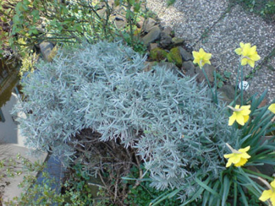 zum_bogen_geschnittener_lavendel.JPG