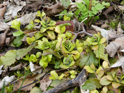 2018-04-13 Ajuga reptans 'Arthur's Gold'.jpg