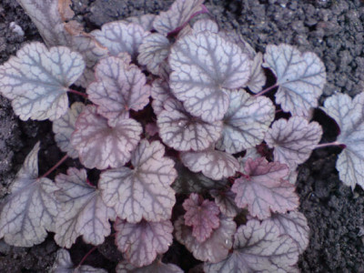 heuchera_von_bianca.JPG