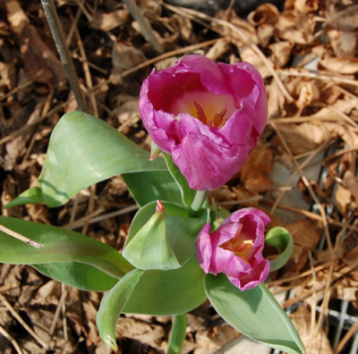 Tulpe_Negrita_HW_0288_85.jpg