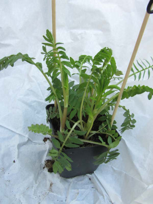 Centaurea.jpg