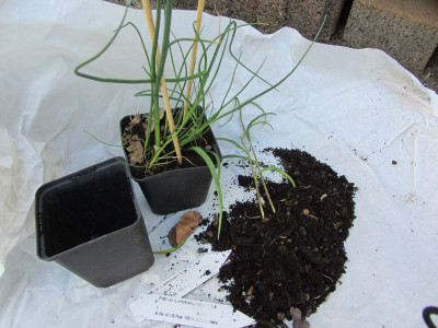 Fritillaria.jpg