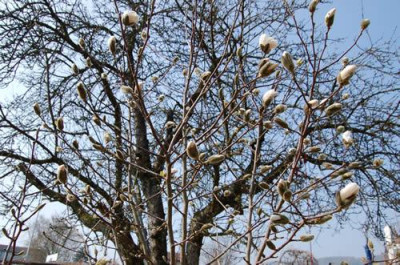 Sternmagnolie_M_0235_72.jpg