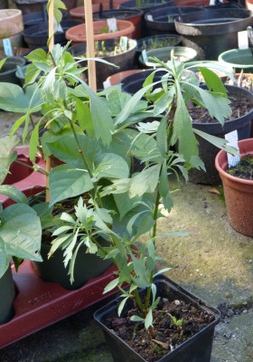 2018-04-19 Romneya coulteri.jpg