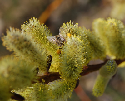 Bienen_auf_Drachenweide_K_0262_94.jpg