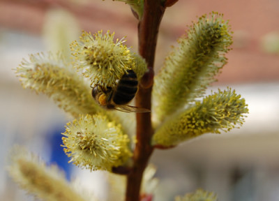 Bienen_auf_Drachenweide_K_0265_95.jpg