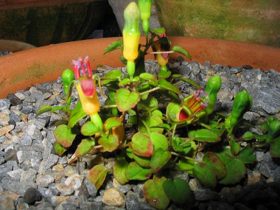 Fuchsia_procumbens_3.jpg