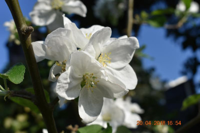 April 18 005.JPG