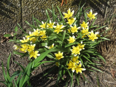 Tulipa polychroma_6449.jpg
