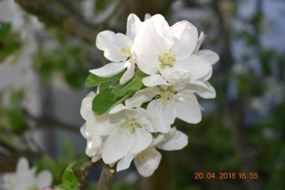 April 18 006.JPG