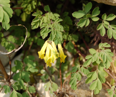 Gelber_Lerchensporn_T_0251_88.jpg