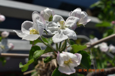 April 18 012.JPG