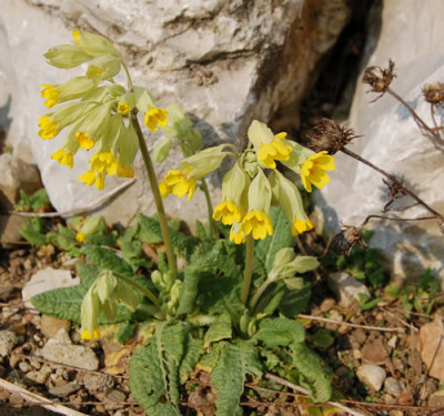 Schlusselblume_T_0246_83.jpg