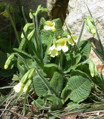 Schlusselblume_T_24132_01.jpg