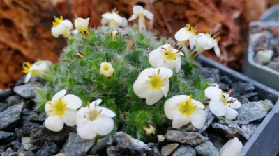 M. glabrescens Detail.png