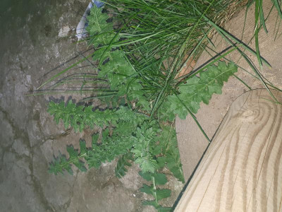 20180420_193353.jpg