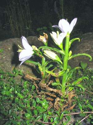 Campanula_salicifolia_Zwerform_2.jpg
