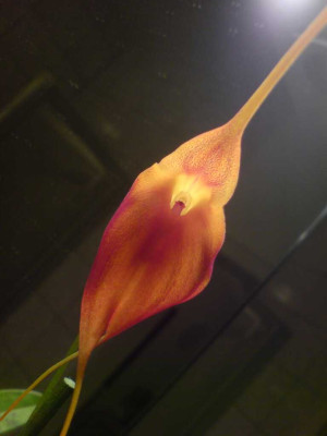 MasdevalliaHybride9.jpg