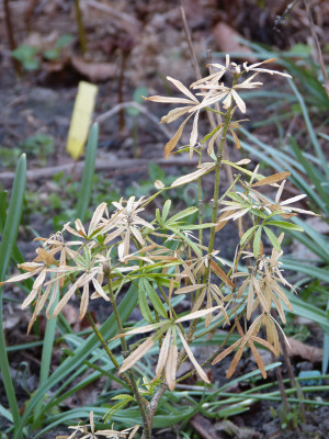 2018-04-18 Choisya ternata 'White Dazzler'.jpg