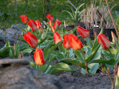2018-04-20 Tulipa eichleri.jpg