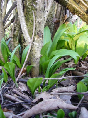 Barlauch_15.03.2007.JPG
