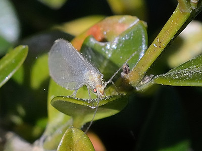 DSC_2483-Flohrfliege-Buxpollen_008.JPG