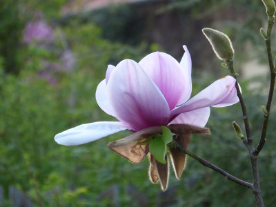 2018-04-20 Magnolia 'Atlas' 1.jpg