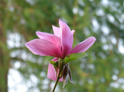 2018-04-20 Magnolia 'Blushing Belle' 1.jpg