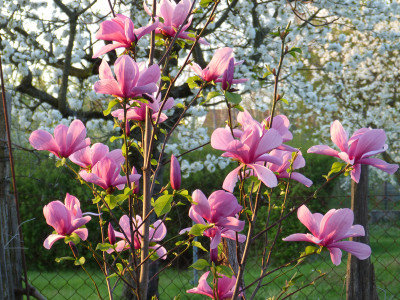 2018-04-20 Magnolia 'Galaxy' 1.jpg