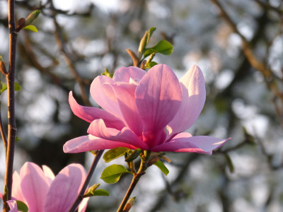2018-04-20 Magnolia 'Galaxy' 2.jpg