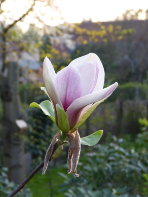 2018-04-20 Magnolia 'Toro' 1.jpg