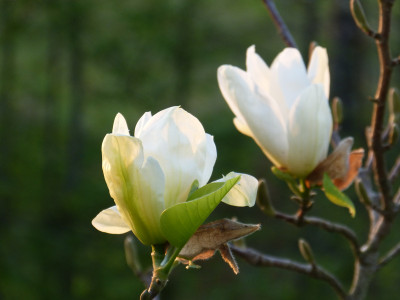 2018-04-20 Magnolia 'Yellow River' 1.jpg