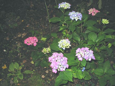 Hortensie_2.jpg