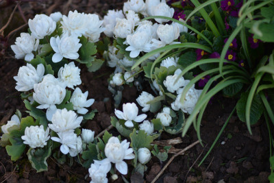 Sanguinaria gefüllte Form.jpg