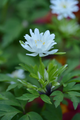 Bracteata.jpg