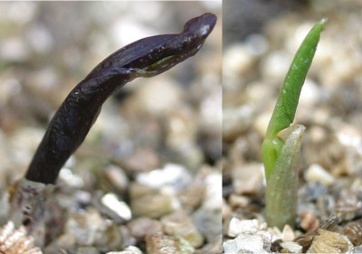 Arisaema_sikokianum_A032006.jpg