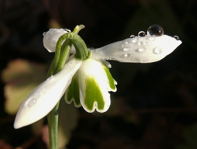 Galanthus-mit-Tau-03-07.jpg