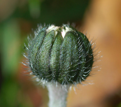 Gaensebluemchen-davor.jpg